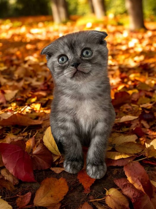 Гарний, котик висловухий.