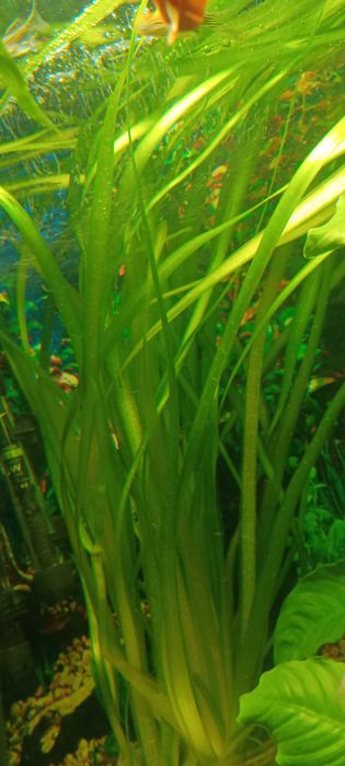 Nurzaniec i Anubias.