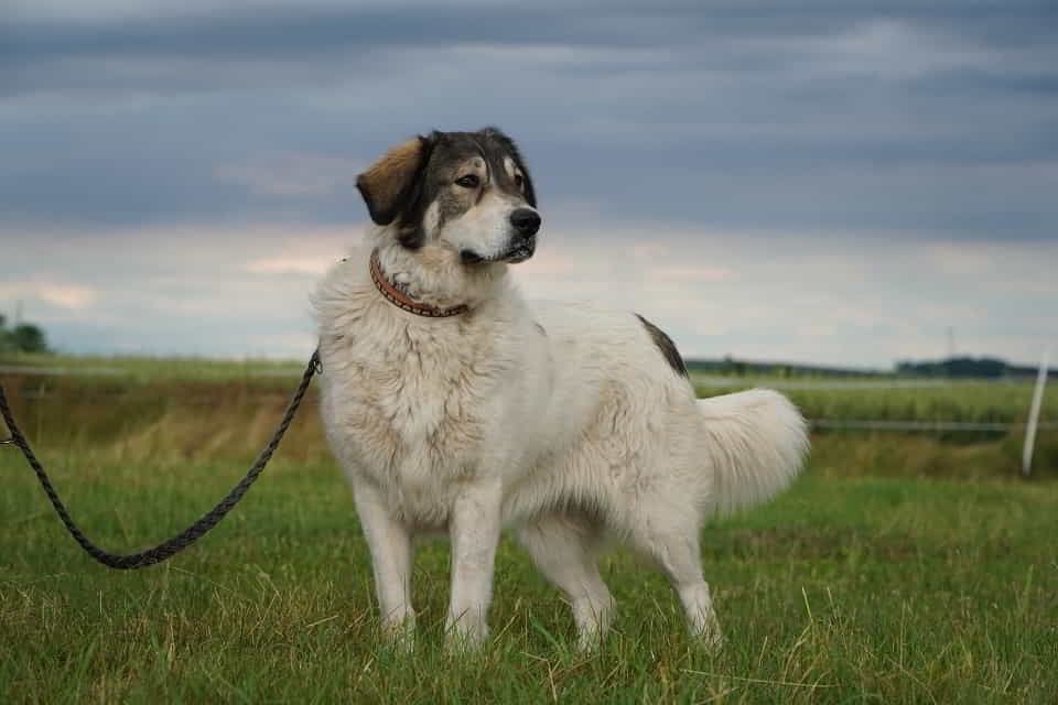 7 lat czekania wystarczy. Corina marzy o własnym domu