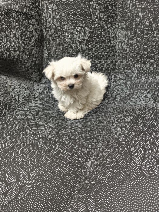 Bichon Maltês  menina excelente exemplar da raça
