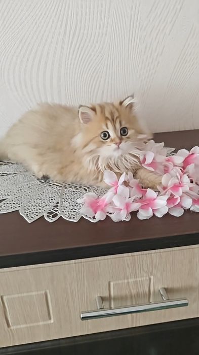 Чистокровний хлопчик золота шиншила