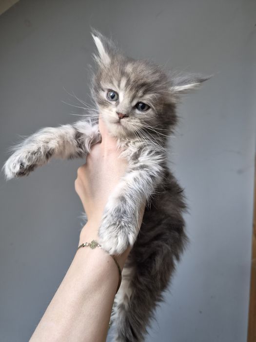 Niebieska szylkretka Maine Coon FPL