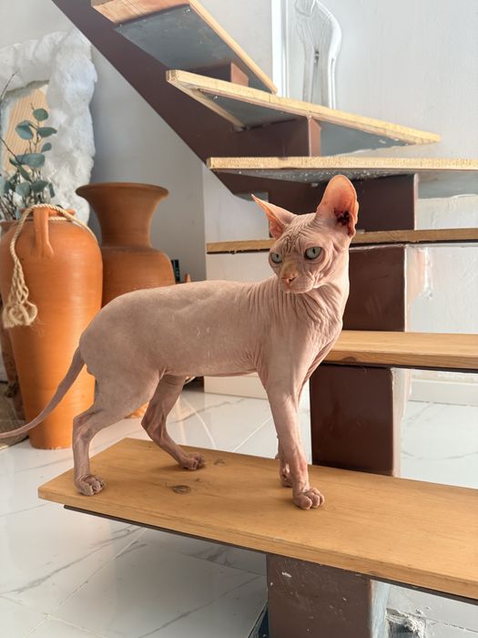 Gato Sphynx macho raça pura disponível para acasalamento