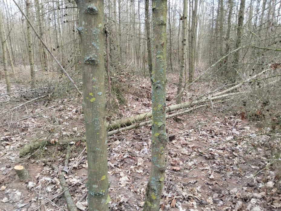 Drewno po przecince lasu