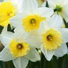 букет нарцисів в подарунок