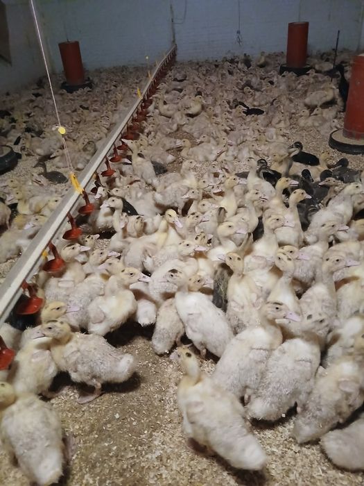 Sprzedam kaczki ,gesi