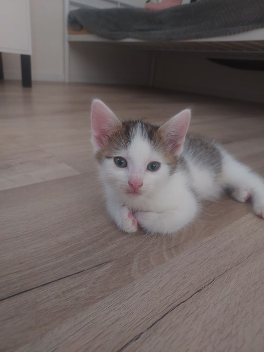 Szukam domu dla kota 16tygodni
