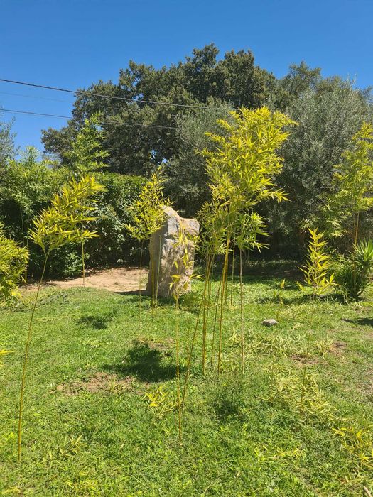 Bambu natural com 160cm / 200cm