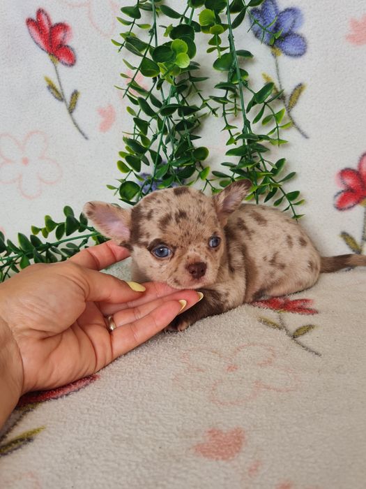 Excelente  menino mini Chihuahua/Chiuaua de Qualidade. Lunhagem Russa