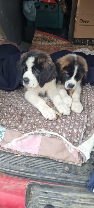 Щенки Сенбернара