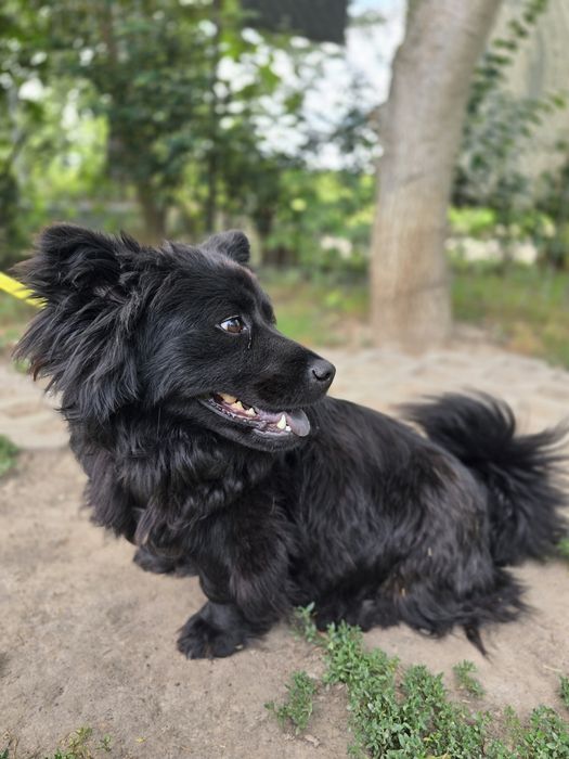 Dajra- mini Chow Chow szuka kochającego domu