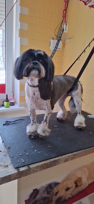 Грумінг для вашого улюбленця