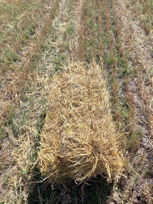 Продам     ячмінь