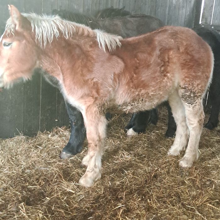 Sprzedam konie.     .