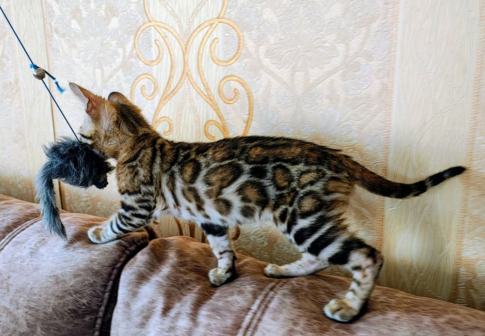 Бенгальський хлопчик