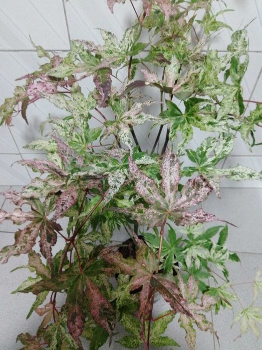 acer ukigumo variegata