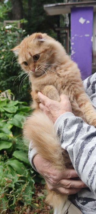 Кошенята у добрі руки