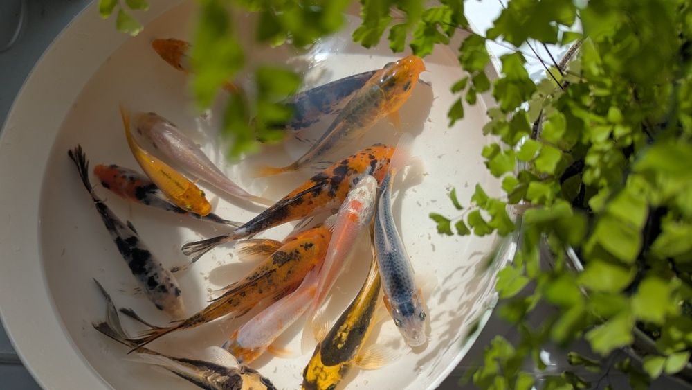 Комета,карпи Кої,риба для водойми,корм для риб