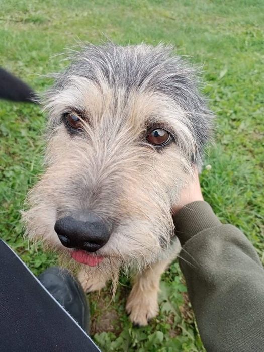 Błagam o dom dla Siwego