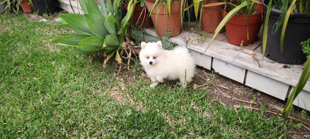 Spitz Lulu da Pomerânia hiper miniatura alta qualidade pronto para entrega imediata