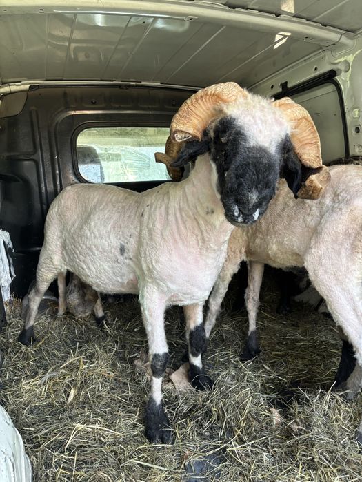 Baran Barany Czarnonose Owca Walliserska Transport Tryki Rozplodowe Owce kamerunskie kozy