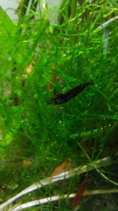 Krewetki od 1 cm do 3 centymetrów