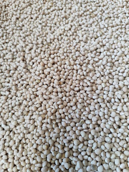 Łubin biały gorzki