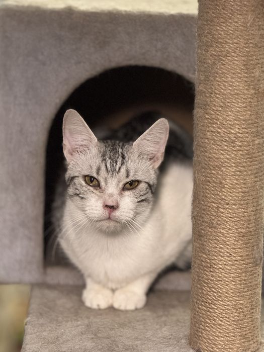 Отдам котят, от 5-8 мес