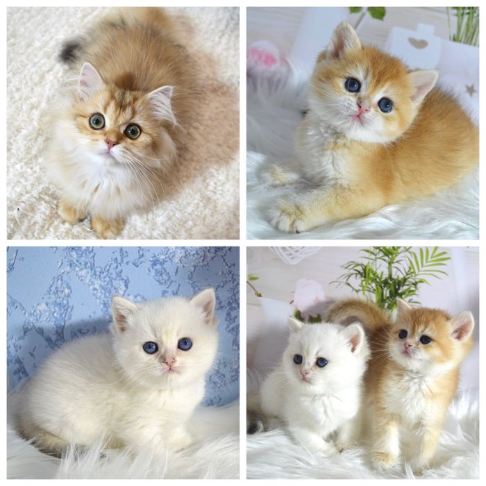 Британская золотая шиншилла котята/британська золота/поінт