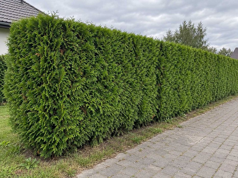 Tuja Brabant 180-200 cm | Dostawa i Sadzenie | Iłża