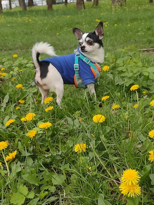 В'язка Чихуахуа кобель