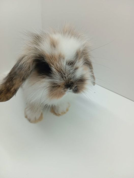 Króliczki  Minilop lwie karzełki sklep zoo Julianowska 7 b Łódź