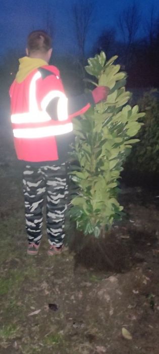 Laurowiśnia do 140cm... WYPRZEDAŻ