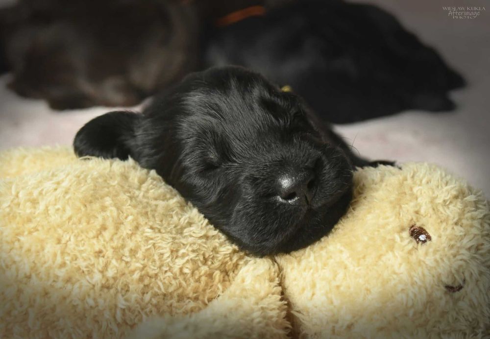 Flat-Coated Retriever – czarny chłopiec szuka kochającego domu