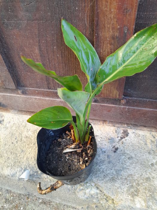 Estrelicia pequena.