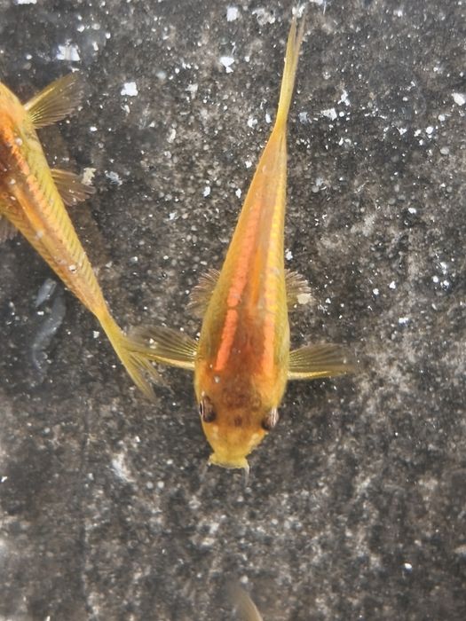 Kirysek Orange laser, CW 010