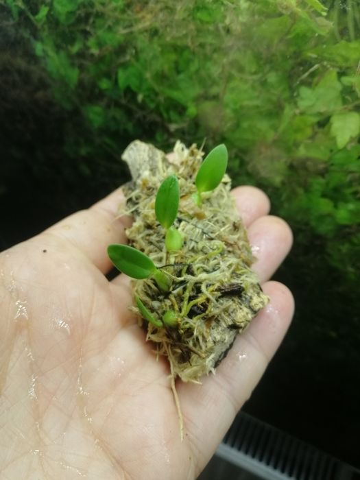 Мікроорхідея Bulbophyllum tjadasmalangense