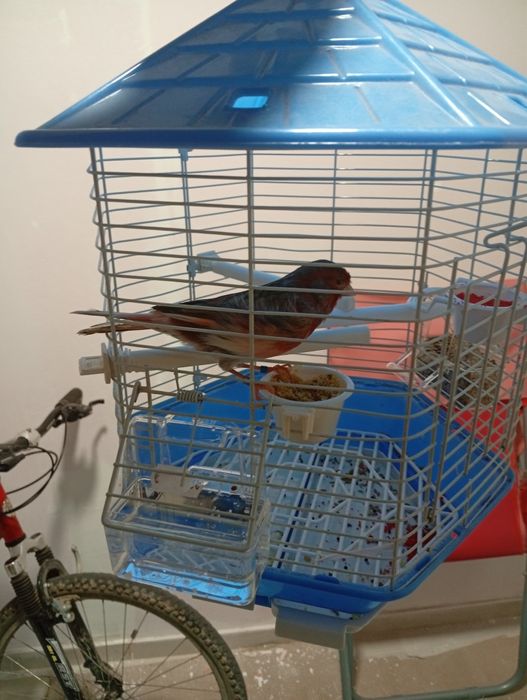 Canário alerquim português