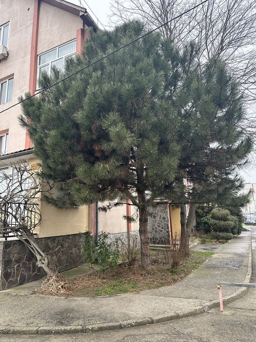 Продаж 5-ти кімнатноі квартири м.Ужгород вул.Перемоги