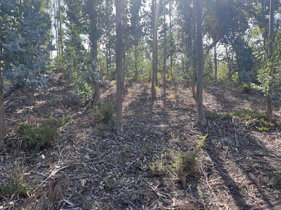 Terreno Rústico com 3.574 m² e Eucaliptal – Vieira de Leiria