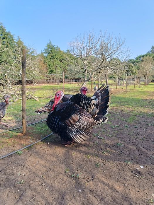 Perú Criado no Campo