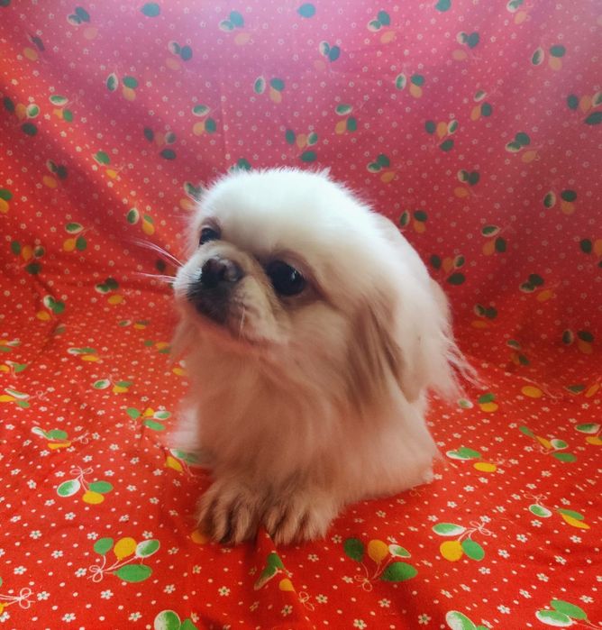 ‼️Взрослая девочка 3 года