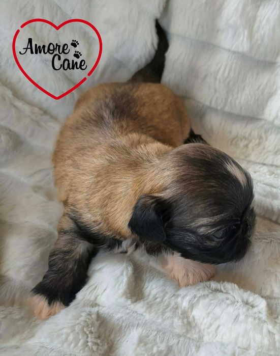 Przepiękna sunia shih tzu-JESY.