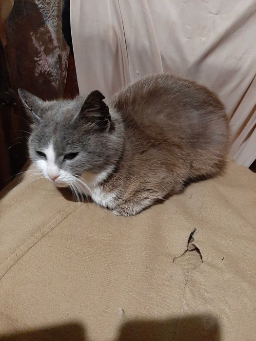Вiддам красиве кошенятко