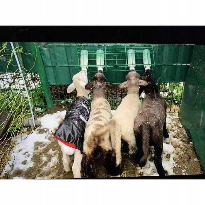 Butelka do karmienia jagniąt Anti-Vac, ze smoczkiem, Kerbl