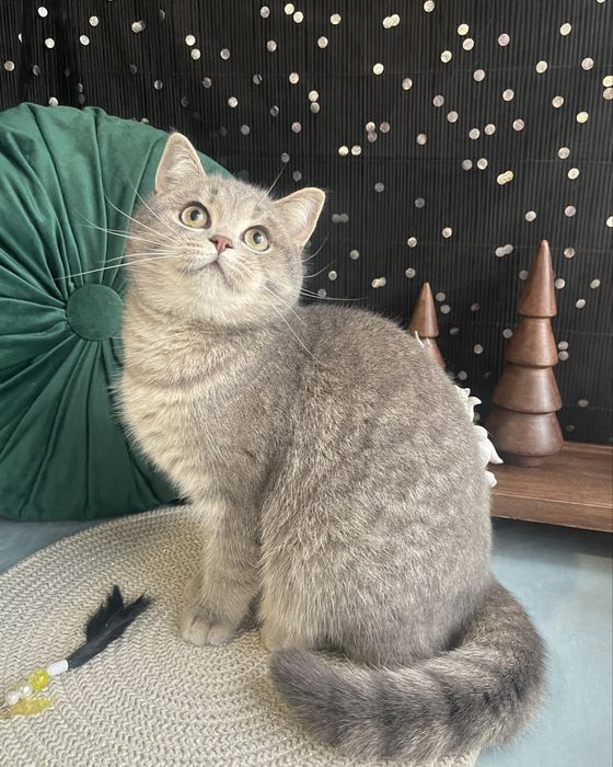 Шотландські котики