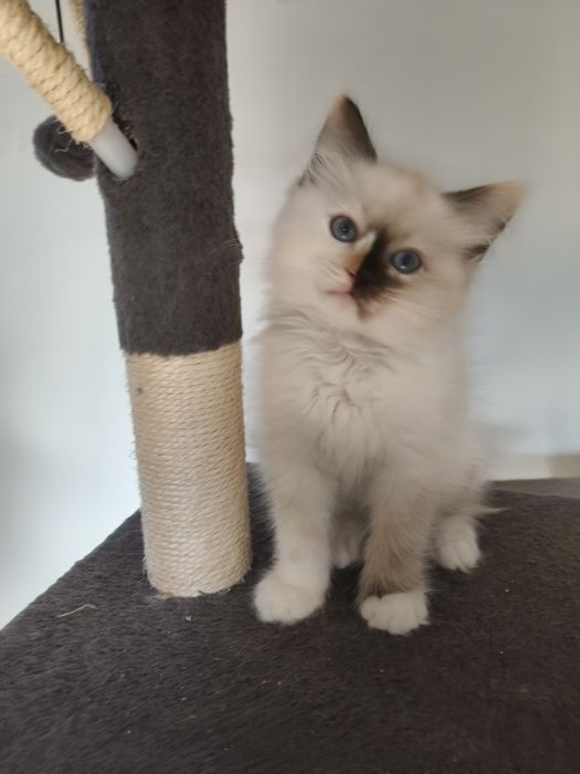 Ragdoll koteczka  Fife/FPL na wrzesień