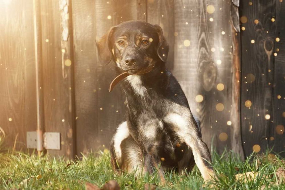 ALEK - fajny, łagodny psiak