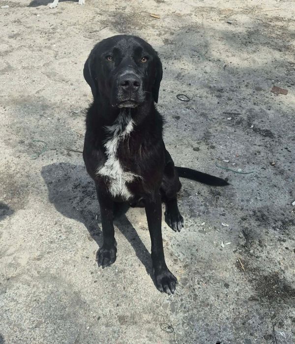 Bailey a typie labradora szuka domu