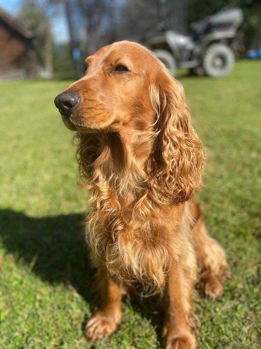 Вязка кобель Английский кокер-спаниель.